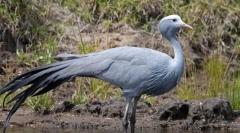 Roshsky crane